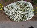 Arabis caucasica